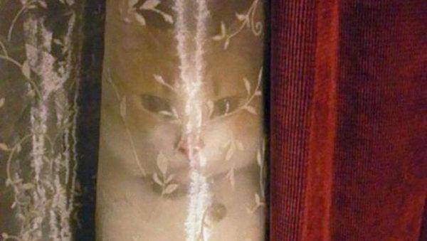 Bisa Cari Kucing-kucing yang Lagi Sembunyi Ini? Kalau Iya, Jeli Banget