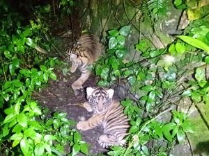 Lucunya Nunuk dan Ninik, Bayi Harimau Sumatera yang Baru Lahir di Sumut Lucunya Nunuk dan Ninik, Bayi Harimau Sumatera yang Baru Lahir di Sumut
