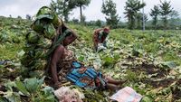 Kembali Bertani, Warga Kongo Bangkit dari Konflik di Kibumba