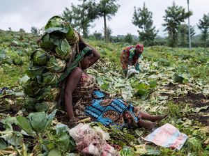 Kembali Bertani, Warga Kongo Bangkit dari Konflik di Kibumba