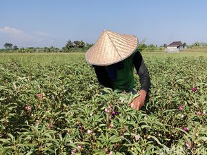 Petani Tersenyum Lebar, Bunga Pacar Air Kini Dihargai Rp 25 Ribu per Kg Petani Tersenyum Lebar, Bunga Pacar Air Kini Dihargai Rp 25 Ribu per Kg