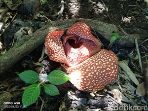 Bunga Rafflesia Zollingeriana Mekar di 36 Titik Hutan Banyuwangi Utara Bunga Rafflesia Zollingeriana Mekar di 36 Titik Hutan Banyuwangi Utara