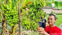 Satu Pohon Pisang di Ponorogo Punya 6 Tandan Sekaligus