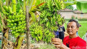 Satu Pohon Pisang di Ponorogo Punya 6 Tandan Sekaligus
