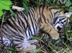 Sedih, Bayi Harimau Sumatera Mati di Taman Margasatwa Bukittinggi karena Malnutrisi Sedih, Bayi Harimau Sumatera Mati di Taman Margasatwa Bukittinggi karena Malnutrisi