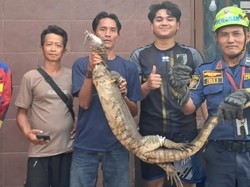 Biawak 1,5 Meter Muncul di Plafon Rumah Warga Bogor, Damkar Turun Tangan
