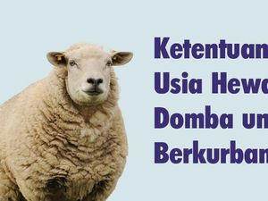 Ketentuan Usia Hewan Domba untuk Berkurban Ketentuan Usia Hewan Domba untuk Berkurban
