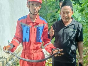 Kobra Jawa Ditemukan di Tumpukan Genting, Berawal Curiga Ayam Mati Misterius Kobra Jawa Ditemukan di Tumpukan Genting, Berawal Curiga Ayam Mati Misterius