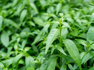 10 Manfaat Daun Sambiloto, Si Pahit dengan Segudang Manfaat Medis