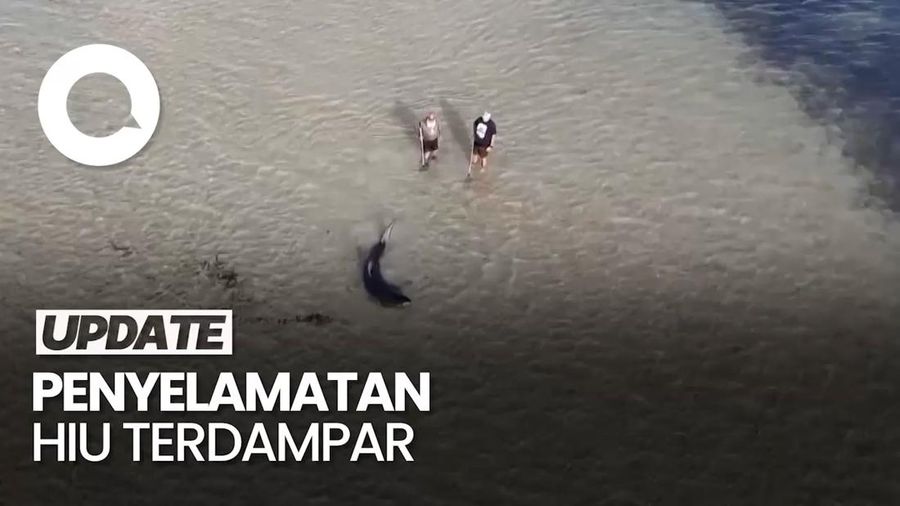 Video Aksi Ayah-Anak Selamatkan Hiu Terdampar di Pesisir Australia