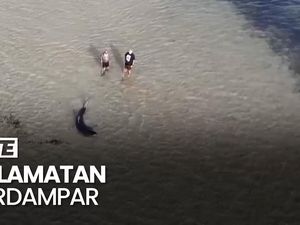 Melihat Aksi Ayah-Anak Selamatkan Hiu Terdampar di Pesisir Australia Melihat Aksi Ayah-Anak Selamatkan Hiu Terdampar di Pesisir Australia