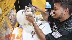 Potret Kontes Kucing di Samarinda Peringati Hari Dokter Hewan Sedunia
