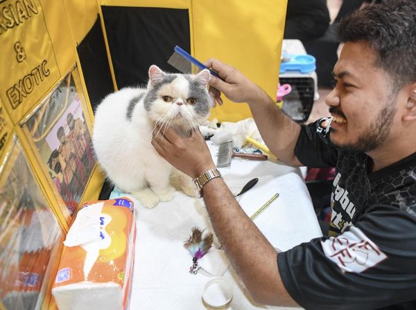 Potret Kontes Kucing di Samarinda Peringati Hari Dokter Hewan Sedunia