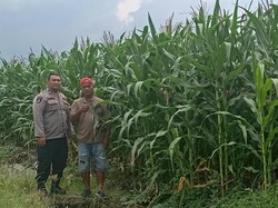 Polisi di Sidoarjo Dampingi Petani untuk Dukung Swasembada Pangan