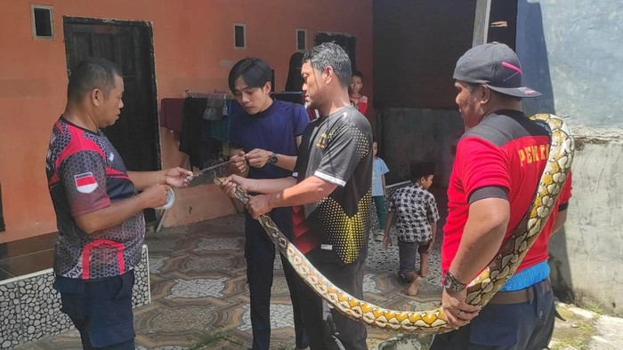 ular piton 3 meter Personel Damkar mengevakuasi ular piton 3 meter yang sembunyi di plafon rumah warga di Mamuju, Sulawesi Barat (Sulbar).
