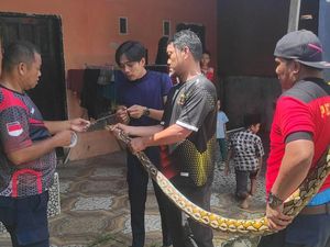 Ular Piton 3 Meter Ngumpet di Plafon Rumah Warga di Mamuju, Damkar Evakuasi Ular Piton 3 Meter Ngumpet di Plafon Rumah Warga di Mamuju, Damkar Evakuasi