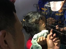 Ngeri Warga Tangsel Matanya Tertancap Besi Kandang Kucing, Damkar Evakuasi