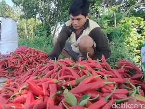 Harga Bahan Pokok Anjlok, Petani di Sumut Menjerit Harga Bahan Pokok Anjlok, Petani di Sumut Menjerit