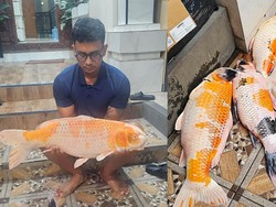 5 Ikan Mati gegara Blackout di Bali, Penghobi Koi Merugi Rp 90 Juta
