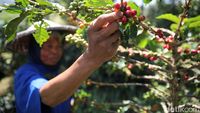 Revitalisasi Kebun Bawa Petani Kopi Bogor Cuan Besar