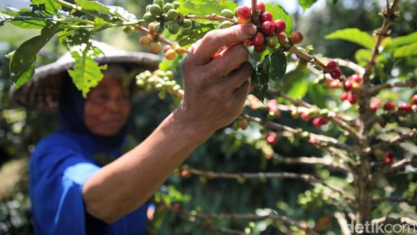 Revitalisasi Kebun Bawa Petani Kopi Bogor Cuan Besar