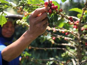 Wisata Kopi RI Mulai Naik Daun, Sektor Ekraf Makin Meningkat Wisata Kopi RI Mulai Naik Daun, Sektor Ekraf Makin Meningkat