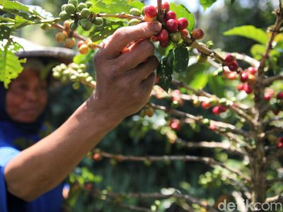 Revitalisasi Kebun Bawa Petani Kopi Bogor Cuan Besar