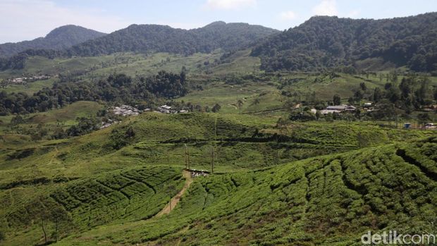 Petani memanen kopi di Kebun Kopi Cikoneng di Kabupaten Bogor, Jawa Barat, Senin (5/5/2025).