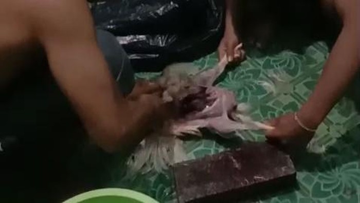 Ayam Tiren