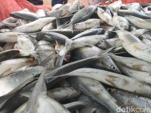Video: Bapanas Ungkap Kandungan Formalin Banyak Ditemukan pada Ikan Video: Bapanas Ungkap Kandungan Formalin Banyak Ditemukan pada Ikan