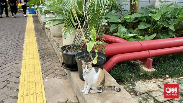 Kucing di area kompleks Balai Kota pada Selasa (6/5).