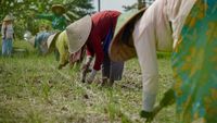 Siasat Petani Lumajang Antisipasi Musim Kemarau