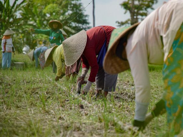 Siasat Petani Lumajang Antisipasi Musim Kemarau