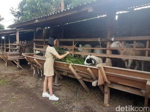 Pernah Viral Sewa SPG, Pedagang Kurban Bantul Kini Ajak Mahasiswi Jual Kambing Pernah Viral Sewa SPG, Pedagang Kurban Bantul Kini Ajak Mahasiswi Jual Kambing