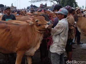 Jelang Idul Adha Harga Sapi di Kota Probolinggo Meroket hingga 40% Jelang Idul Adha Harga Sapi di Kota Probolinggo Meroket hingga 40%