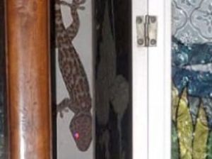 Tingkah Tokek yang Buat Warga Tasikmalaya Ciut Masuk WC