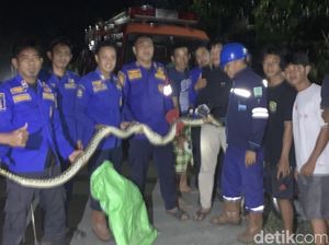 Piton 3 Meter Ngumpet di Kolong Rumah, Diduga Hibernasi Usai Mangsa Ayam Piton 3 Meter Ngumpet di Kolong Rumah, Diduga Hibernasi Usai Mangsa Ayam