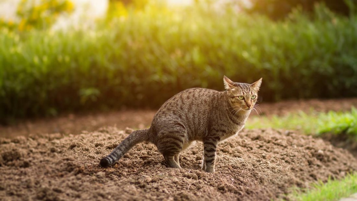 Kasus Penganiayaan 4 Anak Kucing di SMKN Balikpapan, Kepsek Buka Suara