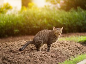 Ini Alasan Kucing Liar Datang ke Rumah dan Cara Ampuh Mengusirnya Ini Alasan Kucing Liar Datang ke Rumah dan Cara Ampuh Mengusirnya