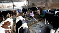 Melihat Produksi Susu di Pabrik Kejayan yang Ramah Lingkungan