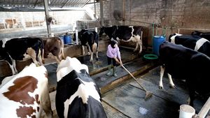 Melihat Produksi Susu di Pabrik Kejayan yang Ramah Lingkungan