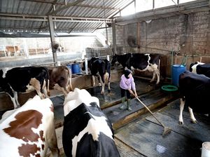 Melihat Produksi Susu di Pabrik Kejayan yang Ramah Lingkungan