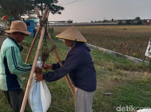 Menilik Aktivitas Pengepul Gabah di Indramayu Menilik Aktivitas Pengepul Gabah di Indramayu
