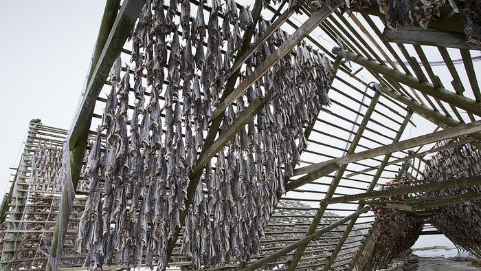 NORWAY - MARCH 24:  Stockfish cod drying on traditional racks, hjell, in the Arctic Circle on the island of Ringvassoya in region of Tromso, Northern Norway  (Photo by Tim Graham/Getty Images)