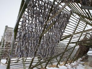 Unik! Suporter Bodo/Glimt Barter Tiket Lawan Spurs dengan Ikan Kering