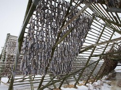 Unik! Suporter Bodo/Glimt Barter Tiket Lawan Spurs dengan Ikan Kering