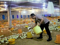 Jelang Pensiun, Polisi Pemalang Ini Berdayakan Warga Lewat Usaha Ternak Ayam