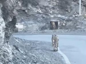 Momen Kemunculan Spesies Langka Macan Tutul Salju di India Momen Kemunculan Spesies Langka Macan Tutul Salju di India