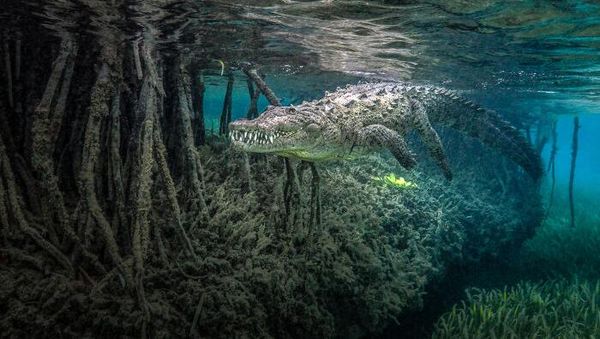 Karya Memukau Jawara Kontes Foto Mangrove, Ada dari Indonesia
