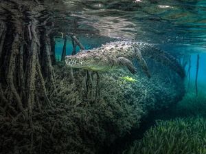 Karya Memukau Jawara Kontes Foto Mangrove, Ada dari Indonesia